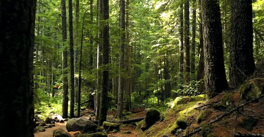 img_fp_forest